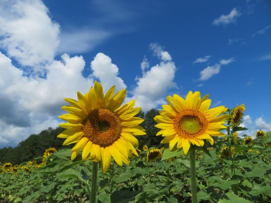 花日記｜北海道立サンピラーパーク（北海道名寄市）: 2025年8月